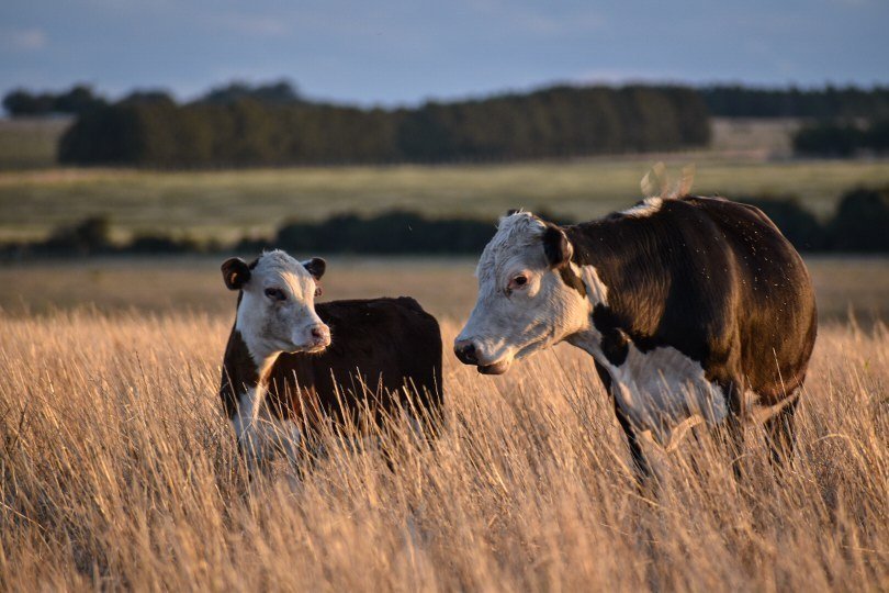 Ternero grande y vaca en otoño - Ariana IG
